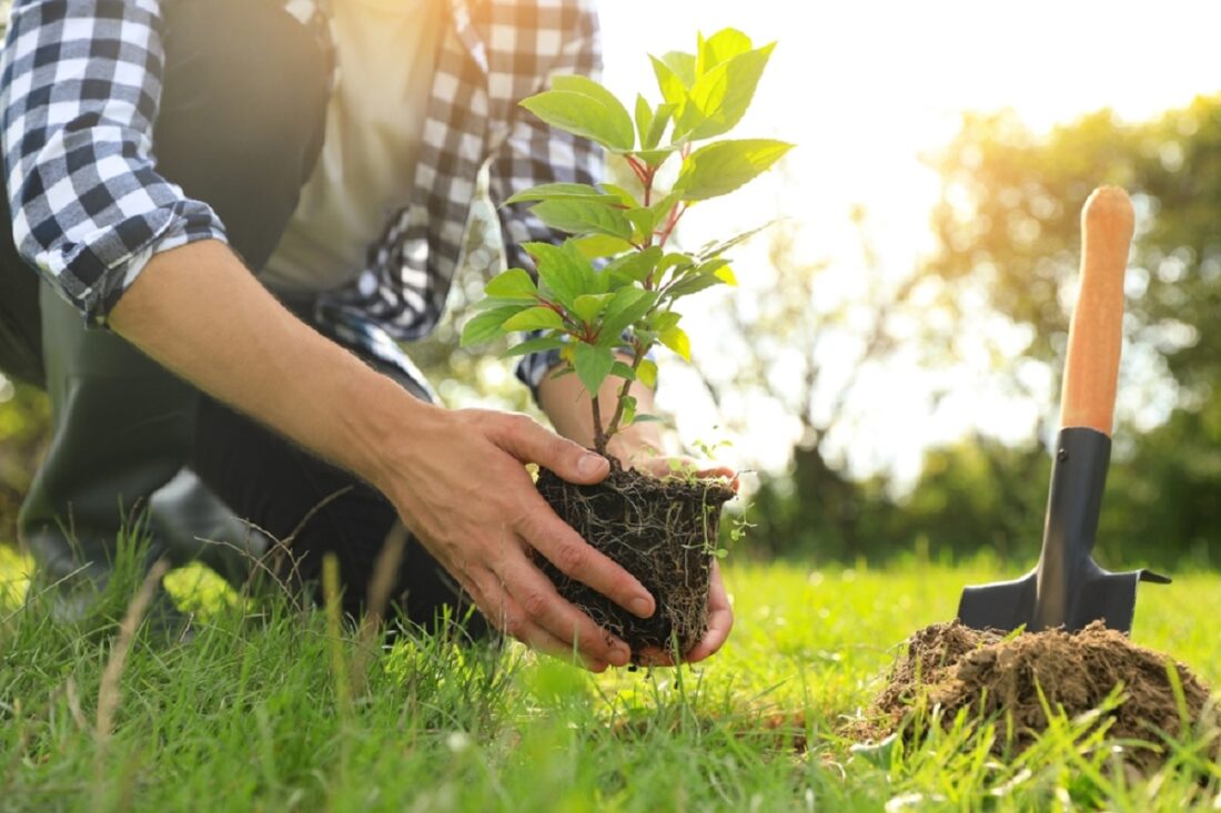 Man,Planting,Young,Green,Tree,In,Garden,,Closeup