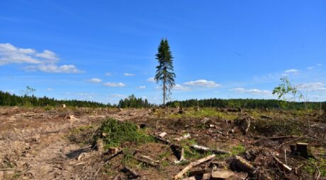 Zabránit odlesňování planety