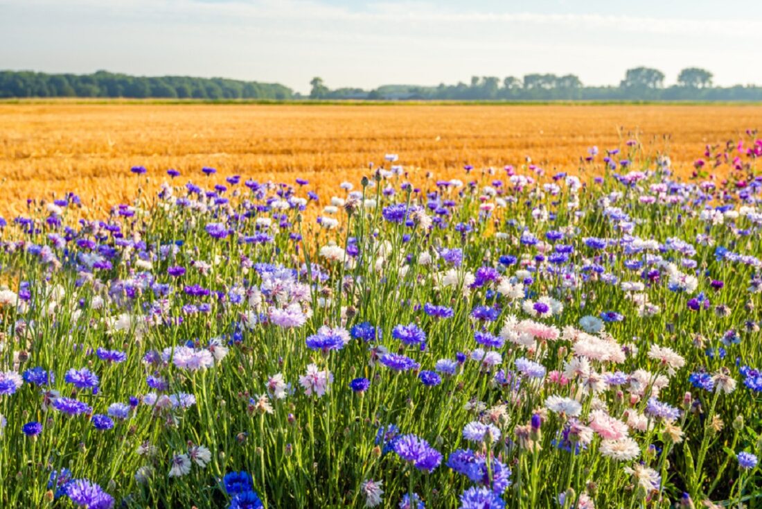 Colorful,Field,Margin,On,The,Edge,Of,A,Newly,Harvested