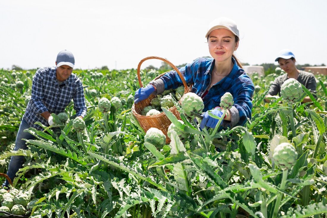 Woman,Plantation,Worker,Holding,Artichokes,In,Hands.,Her,Co-worker,Harvetsting