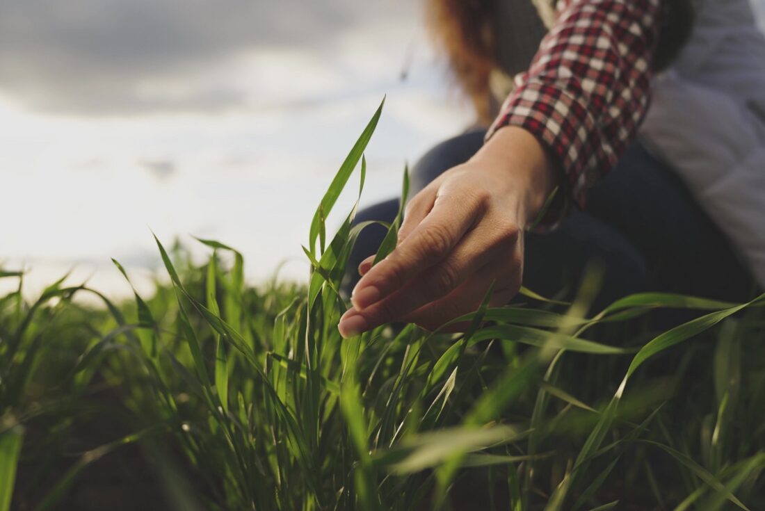 Farmer,Hand,Touches,Green,Leaves,Of,Young,Wheat,In,The