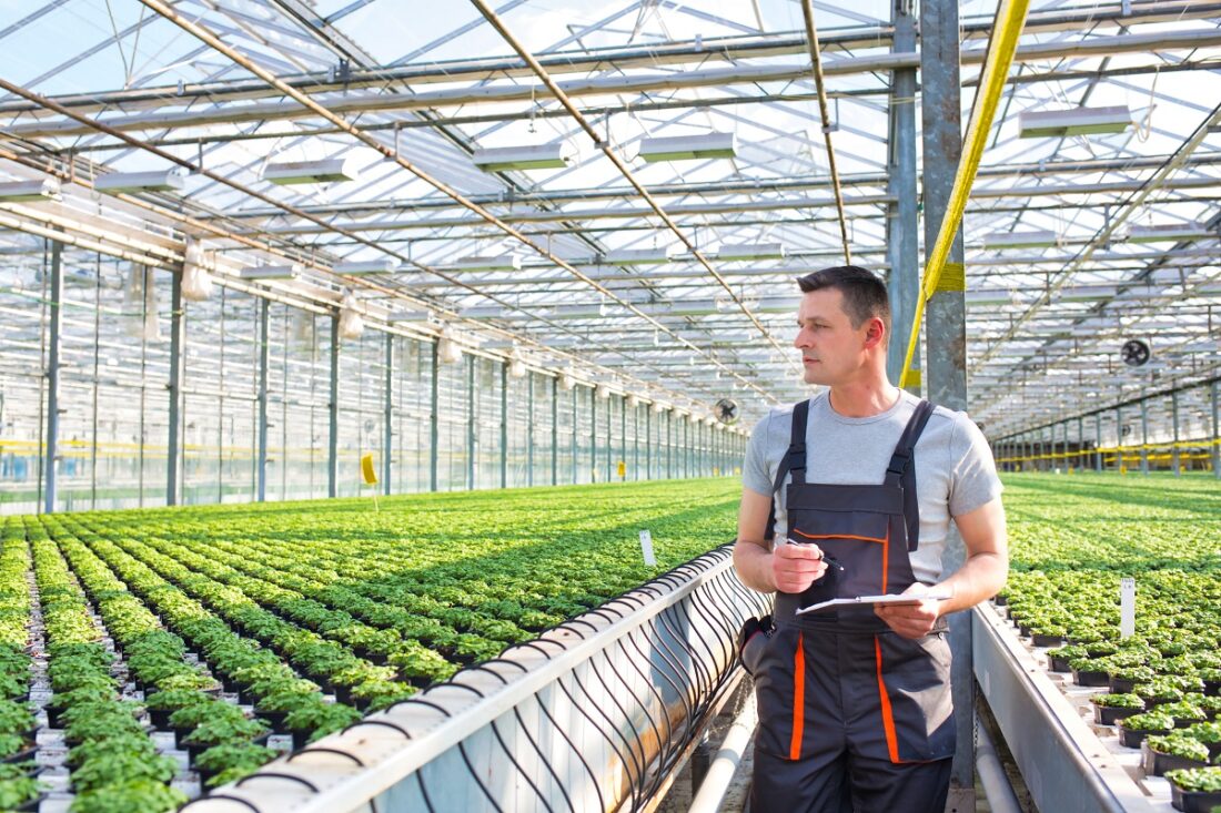 Male,Botanist,Examining,Herbs,While,Walking,In,Greenhouse