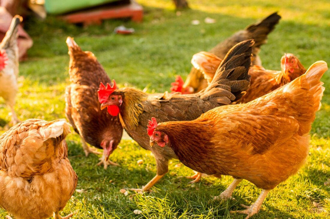 Free-range,Chicken,On,An,Organic,Farm,,Freely,Grazing,On,A