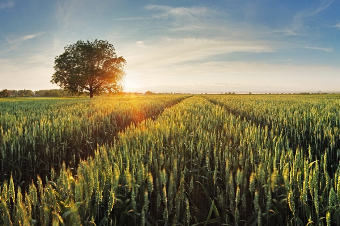 Wheat,Field,At,Sunset