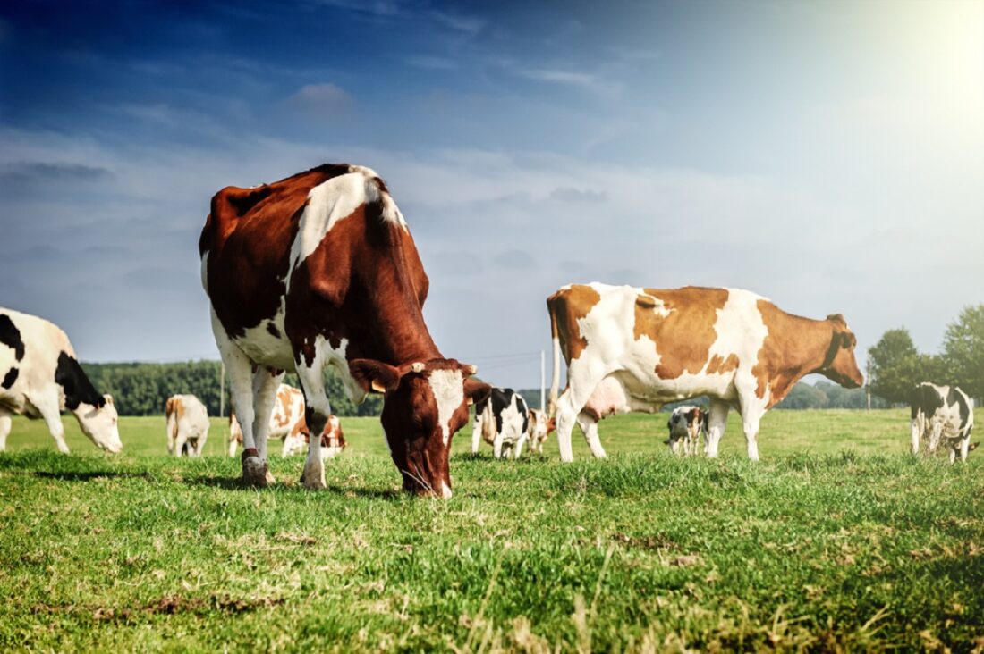 Herd,Of,Cows,At,Summer,Green,Field