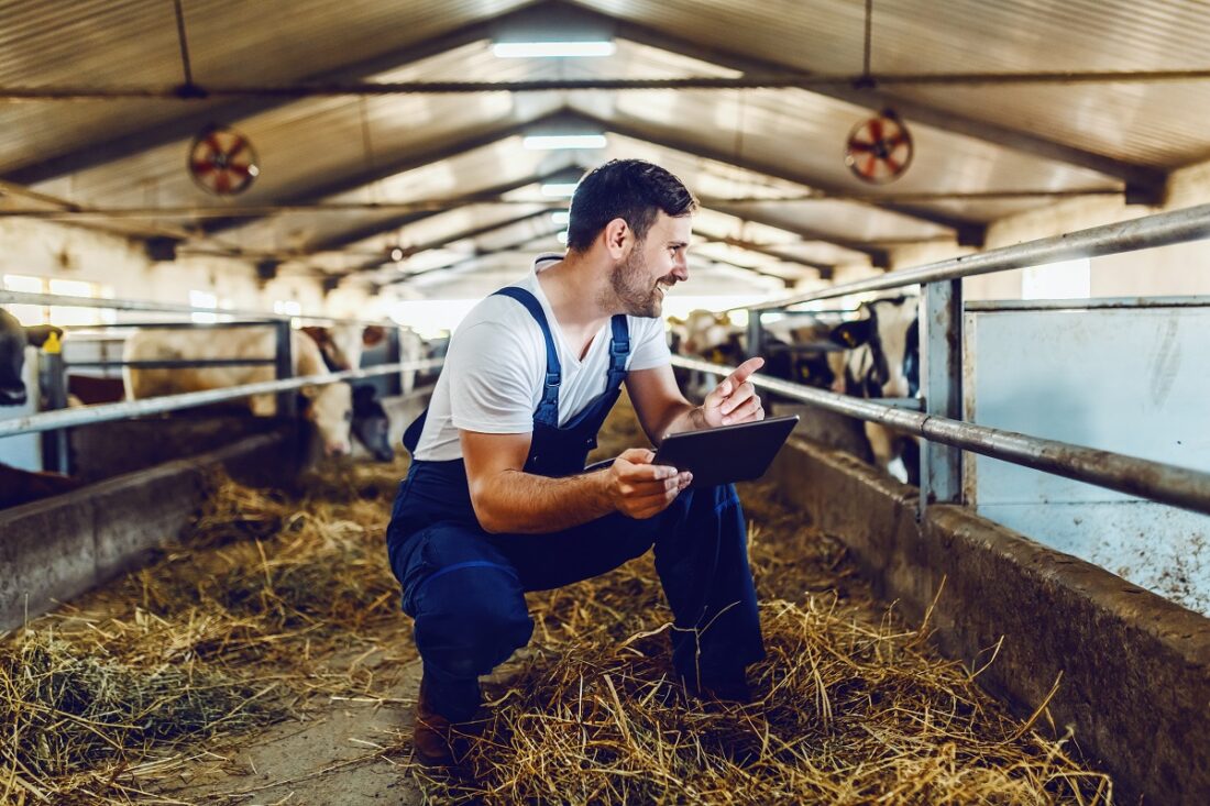 Handsome,Caucasian,Farmer,In,Overall,Crouching,Next,To,Calf,,Using