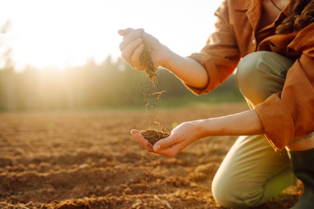 Women's,Hands,Sort,Through,Black,Soil,In,The,Field.,A